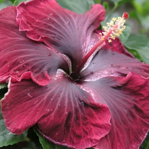 flowa 1
